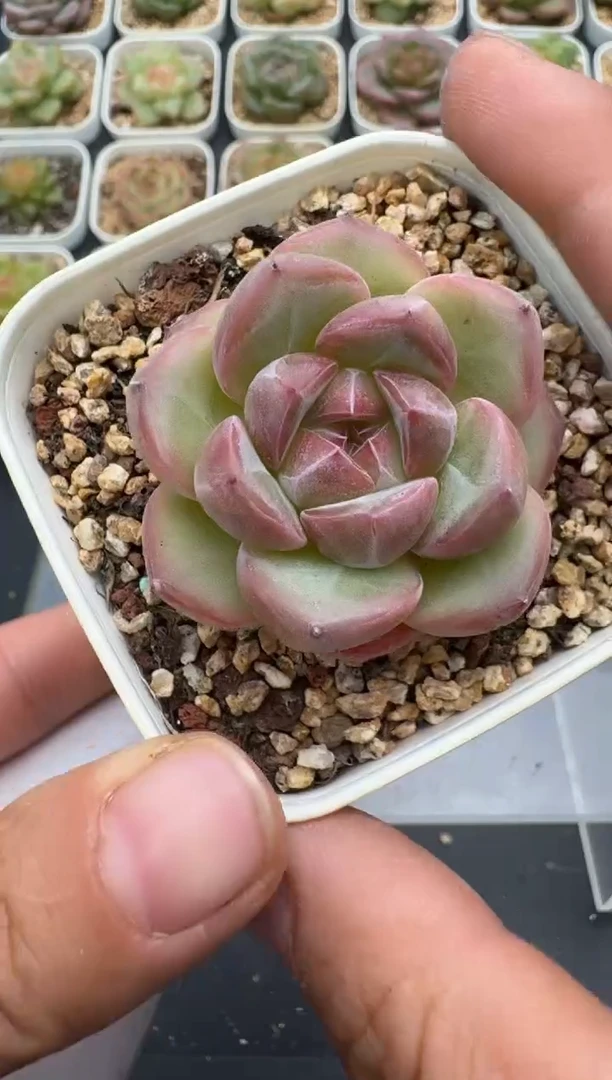 516E云禹多肉植物 带盆土纸巾打包 3颗包邮