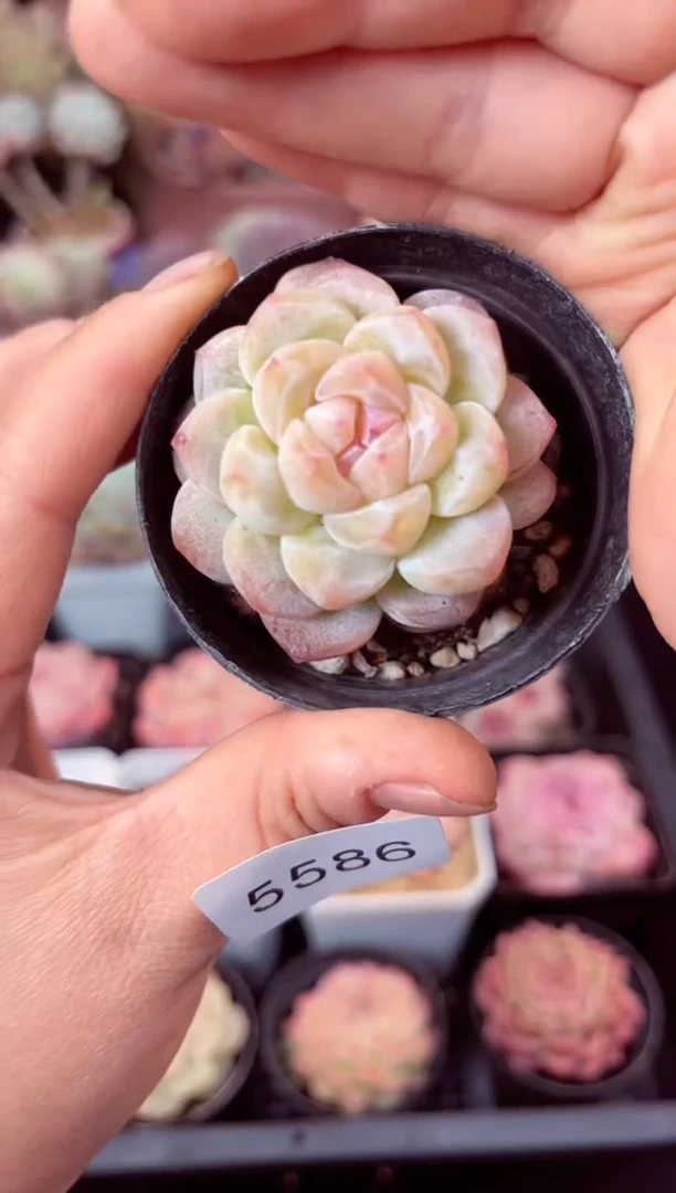 【闪购商品】5586单头冰玉个体多肉