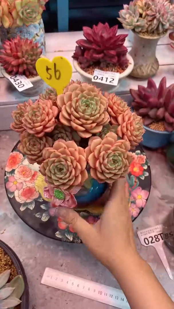 56模特区苯巴蒂斯