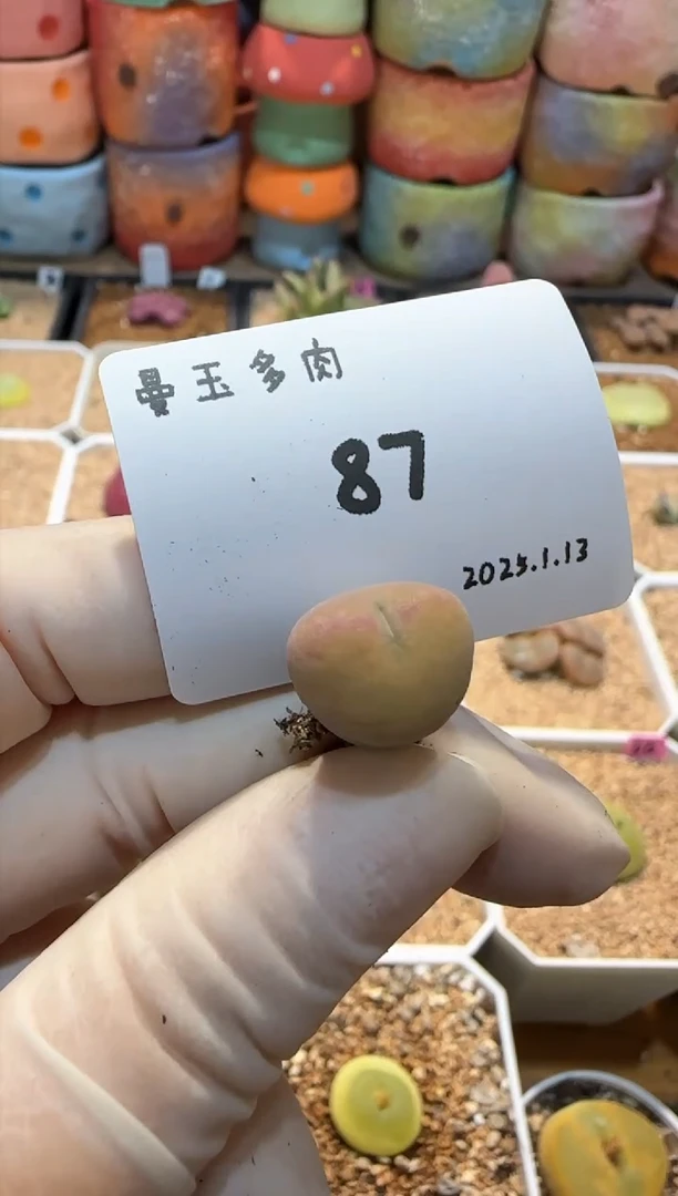 【闪购商品】25.1.13-87麻暑