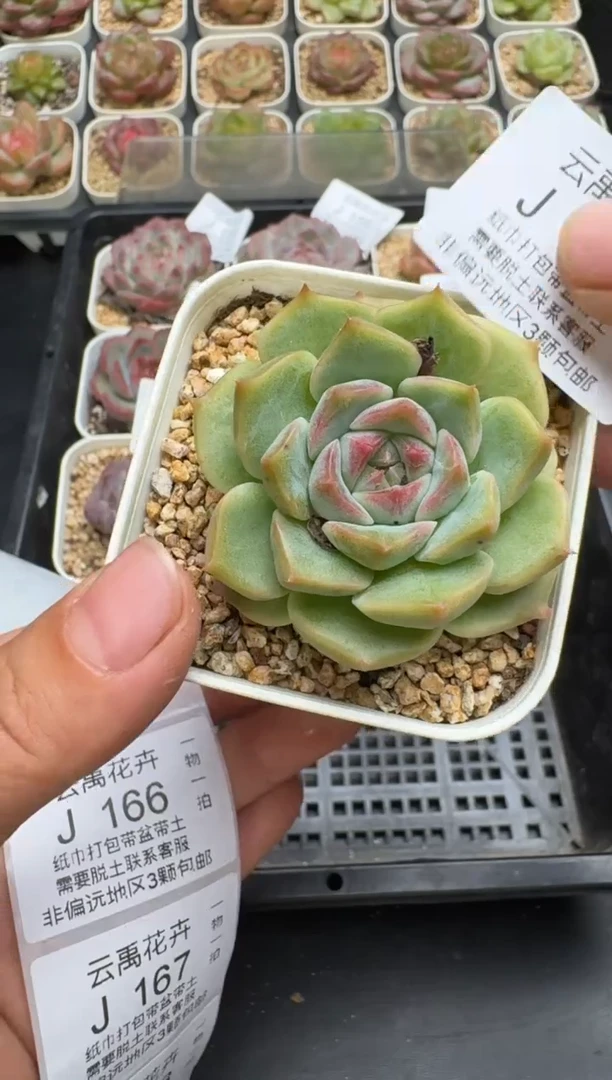 165J云禹多肉植物 带盆土纸巾打包 当天拍3颗包邮
