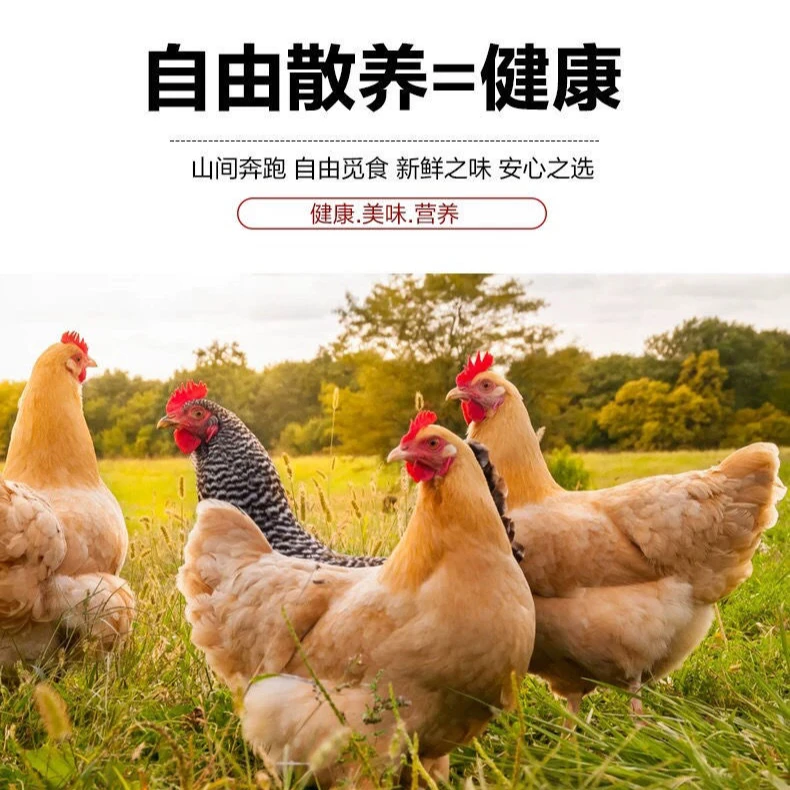 正宗520天农家散养老母鸡土鸡散养鸡走地鸡笨鸡月子鸡