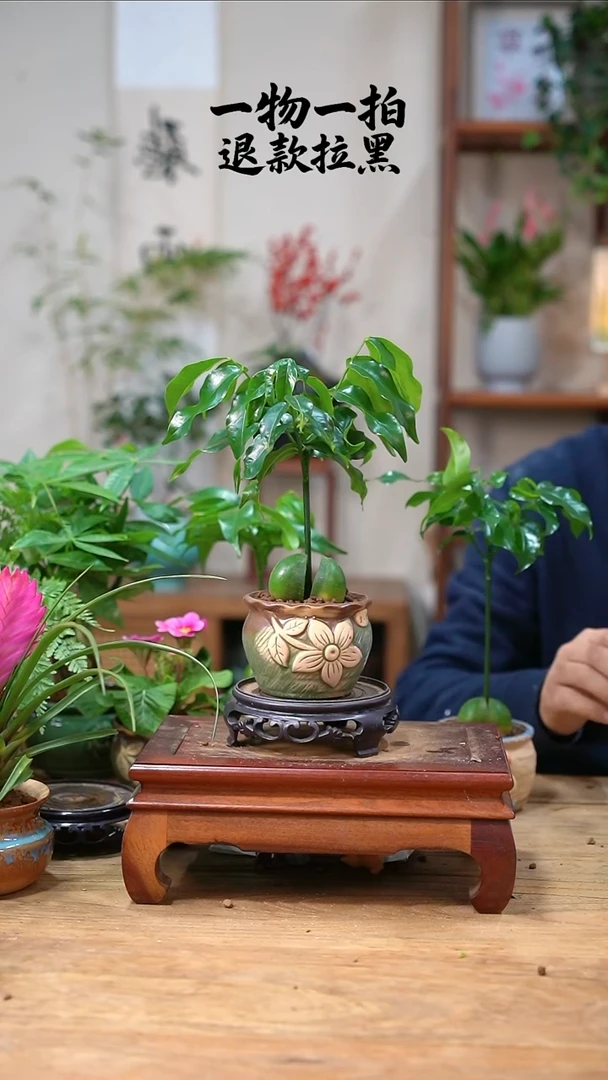 完全开放初****光开心果028