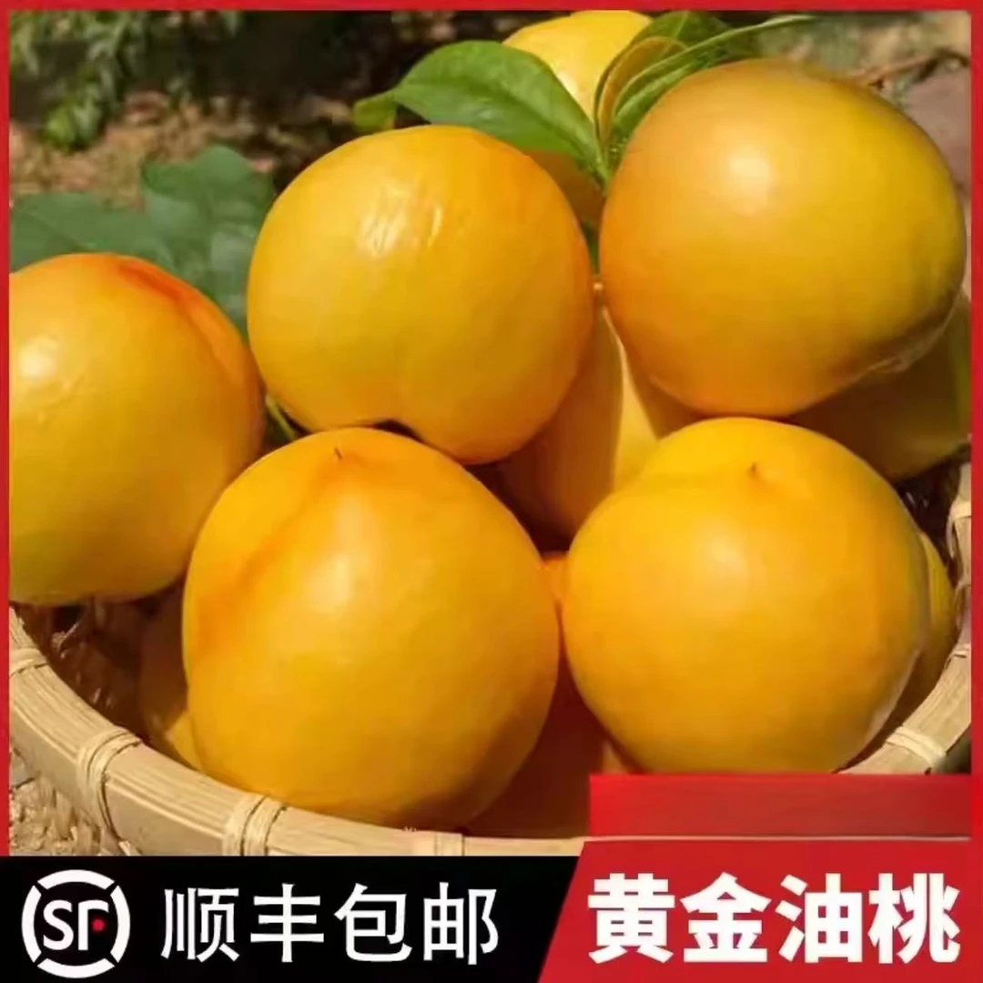 黄金油桃链接勿动勿删