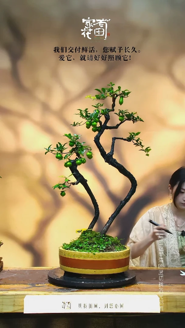 无花朵用****9家有花田金弹子