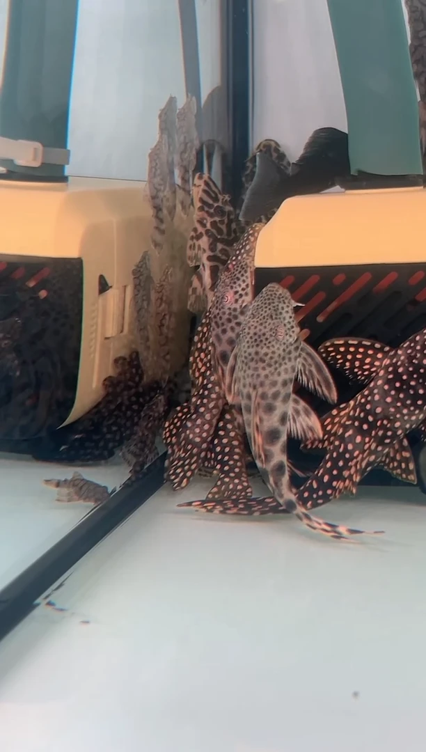 鱼蟹虾風哥白 11.5cm+ 1条