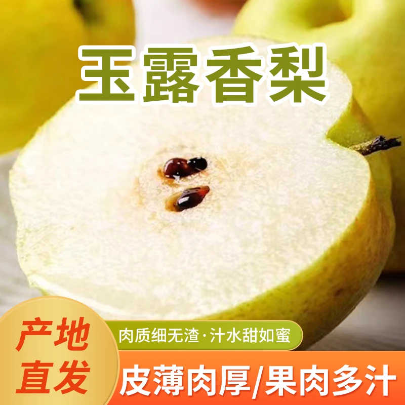 【新品上市梨子推荐！】山西玉露香梨现摘，脆甜多汁无渣皮薄肉厚