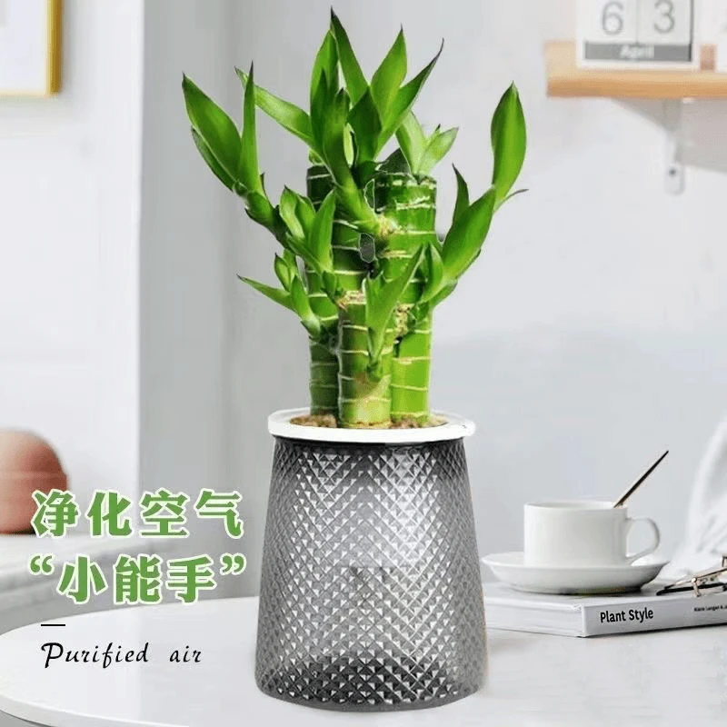 步步高升文昌竹净化空气室内好养公司前台绿植学生富贵竹绿色植物