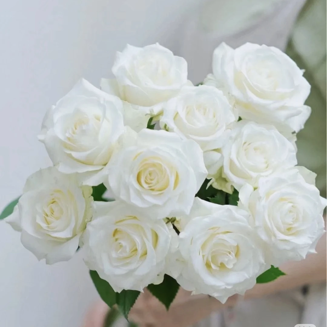 【仙女座｜骄傲】 单头玫瑰 鲜切花直播间现场卖花达人