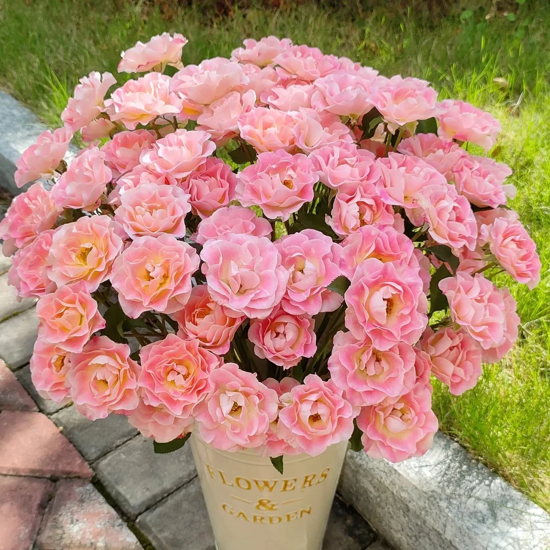 珍珠芭比，多头玫瑰，1单冷链包邮，2单升级顺丰冷链，远的发德邦