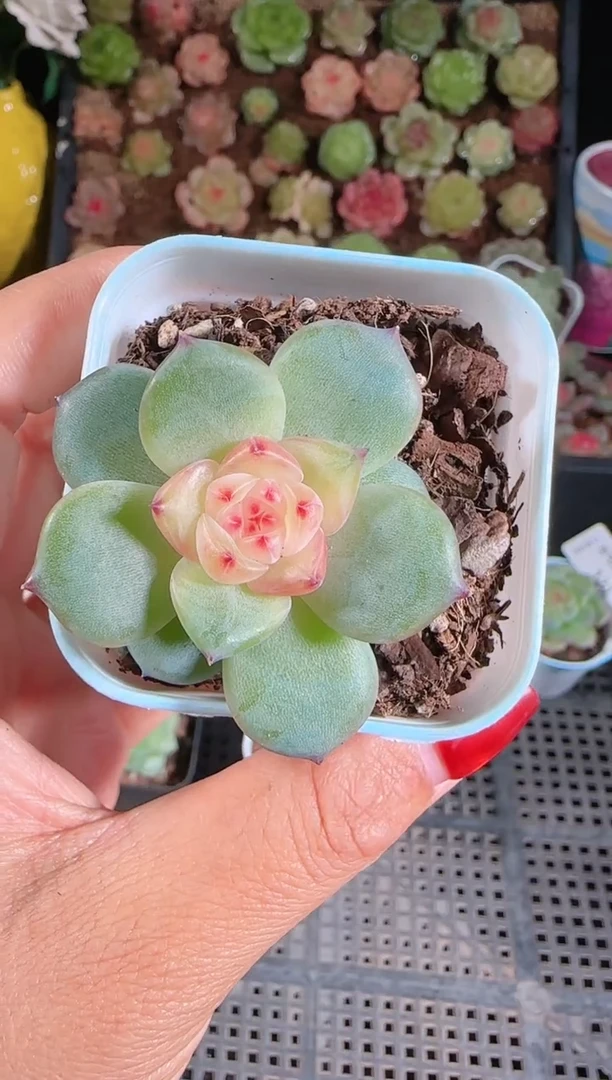 1119-124春桃群生不包整