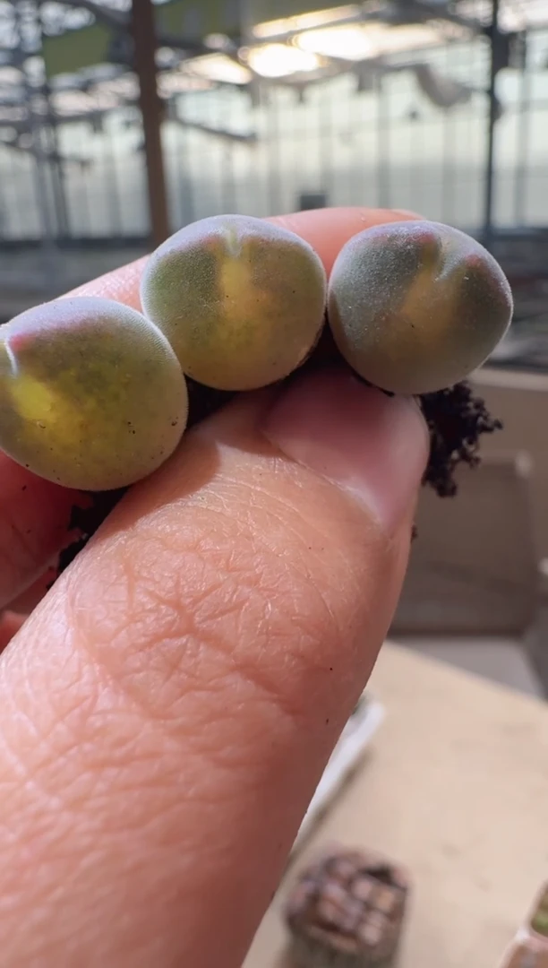 34多肉植物肉锥TS大眼睛空蝉一颗