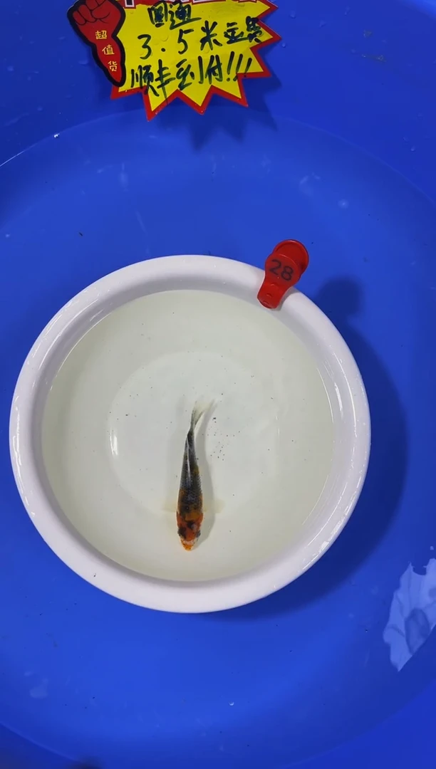 锦鲤活体二号链接