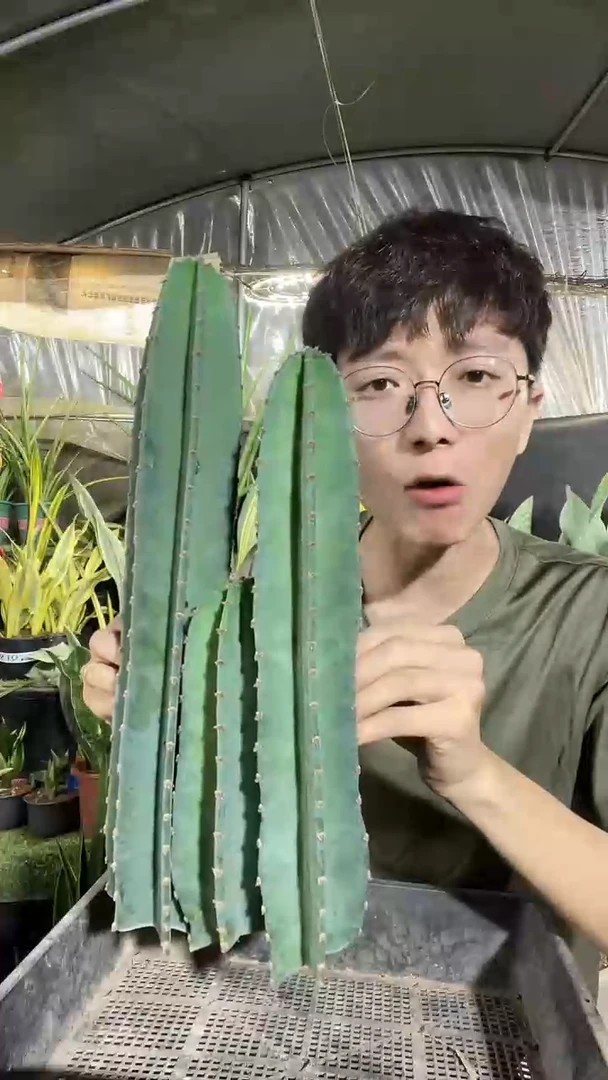 量天尺无根20-30-40组合3棵11