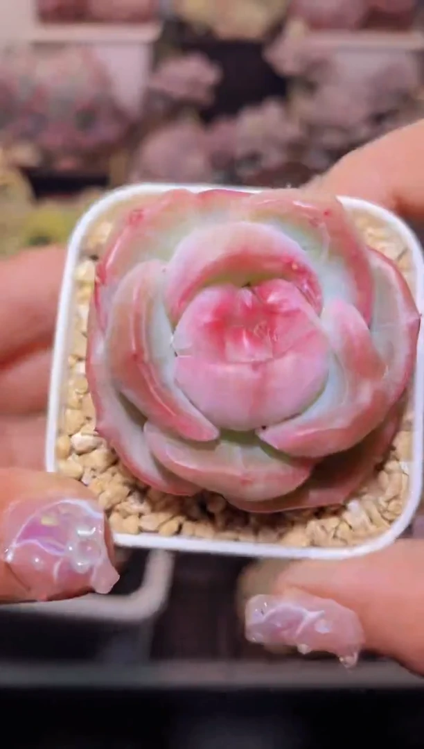 【闪购商品】405超级灯