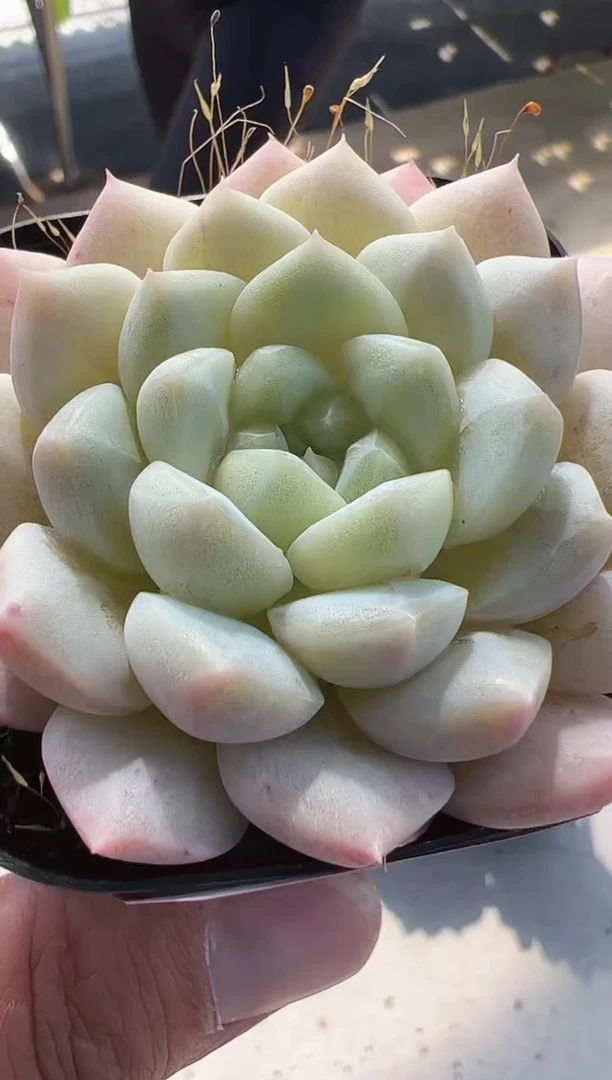 【闪购商品】吉光梦-13