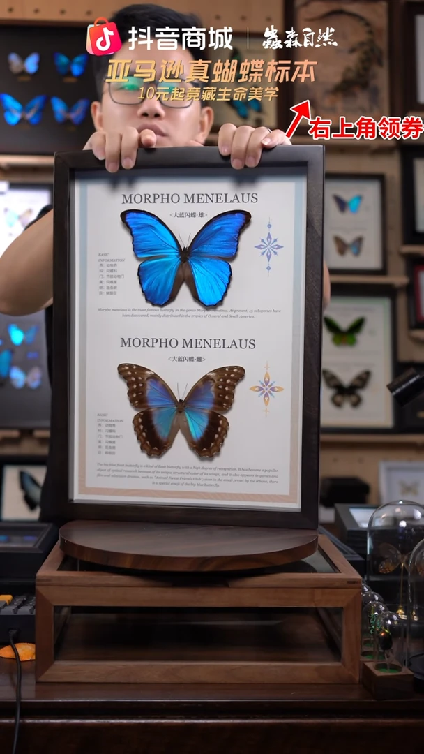 大蓝闪蝶雌雄组合香樟木框K105