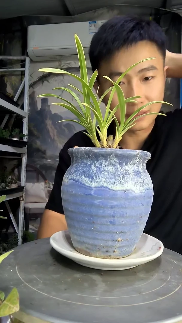 不**麦中青园艺一物一拍5