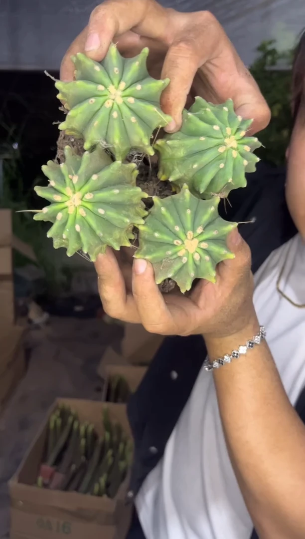 4颗无刺王冠龙4-6cm