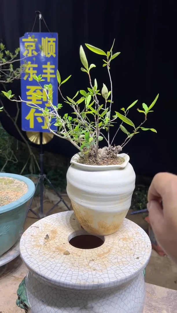 当前无花栽培后可以开花用****3海岛春花