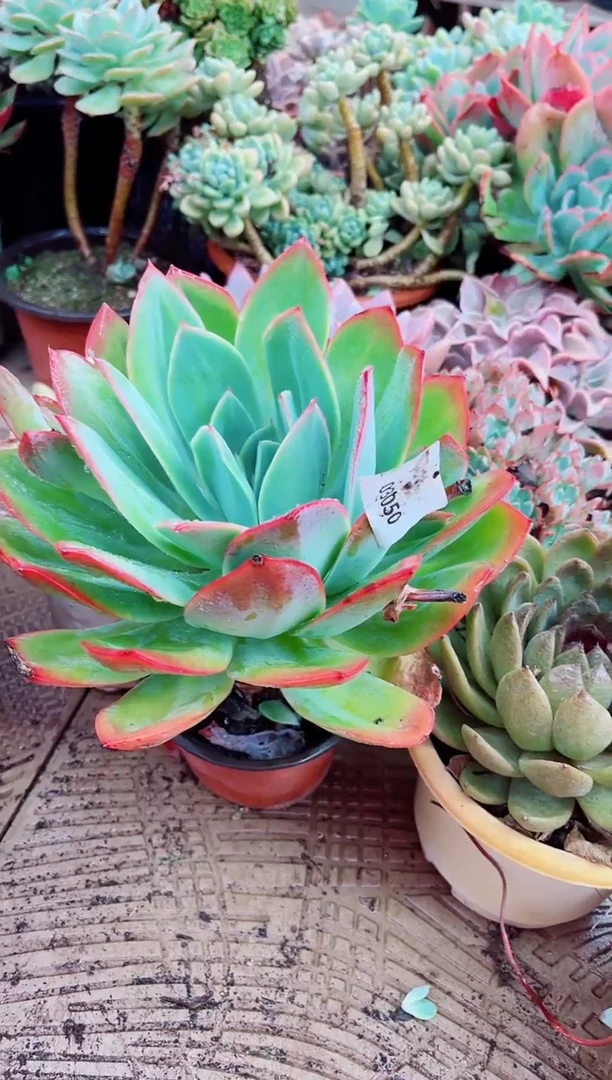 大**子03050多肉植物一物一拍