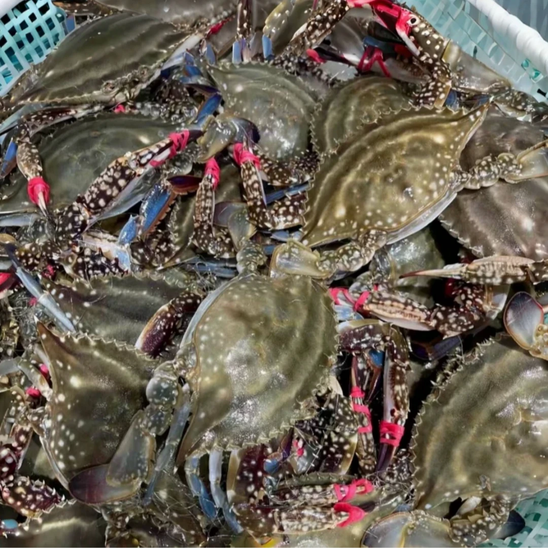 【保鲜不保活】正宗莱州湾渤海野生海捕梭子蟹公蟹-单只3-5两左右一斤2-3只海鲜（有断腿）活货现发梭子蟹梭子蟹