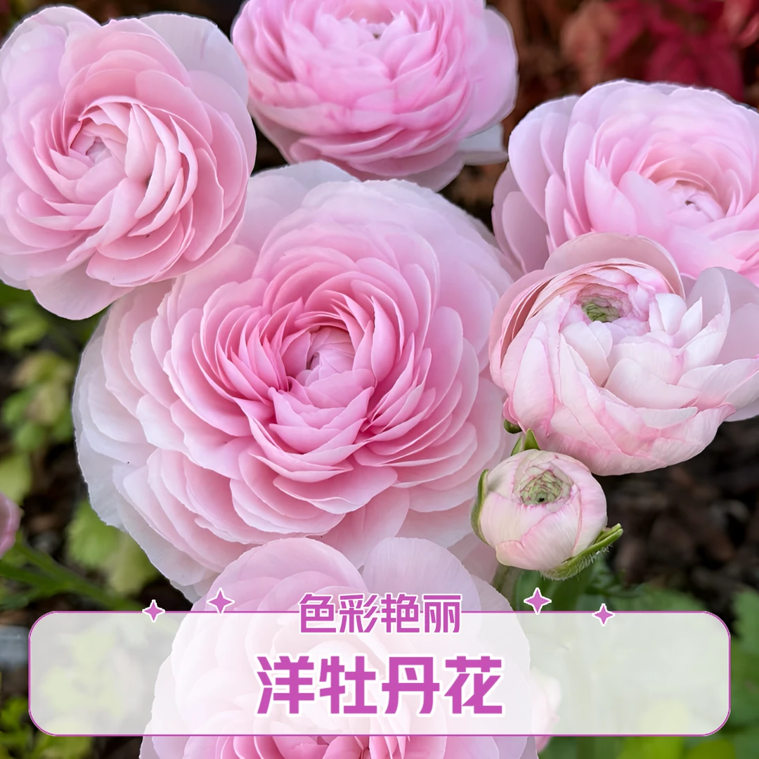 洋牡丹花期长盆栽花卉鲜花云南直发直播多色彩云南鲜花