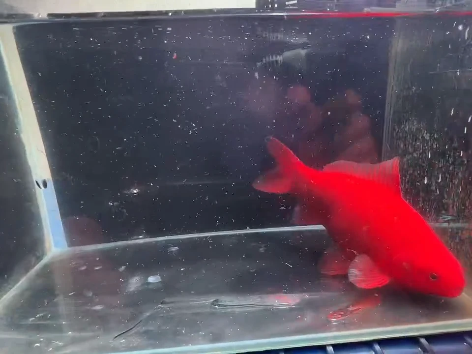 金鱼短尾草金鱼专用链接87