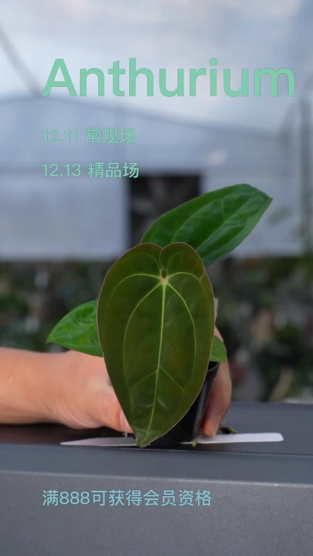 完全开放米歇尔杂加通湖pap花烛i2号