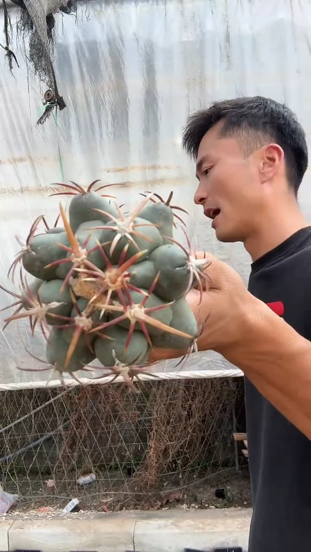 自根大红鹰45.99