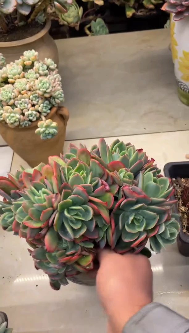 【闪购商品】133绮罗