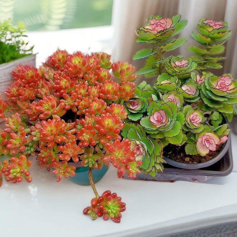 蝴蝶景＋转运珠【原盆原土发】多肉植物 盆栽植物