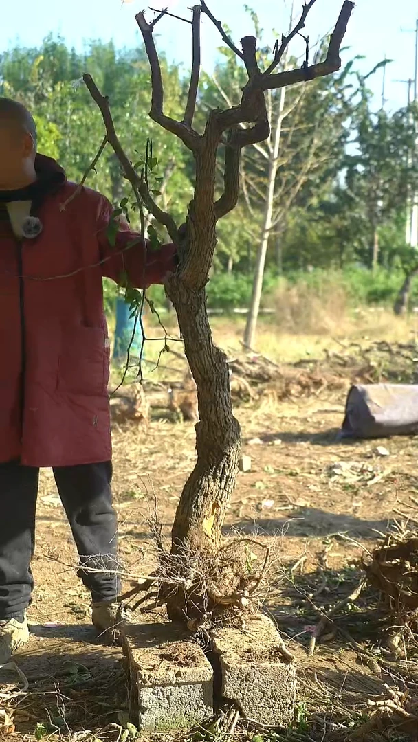 完全开放枣树085