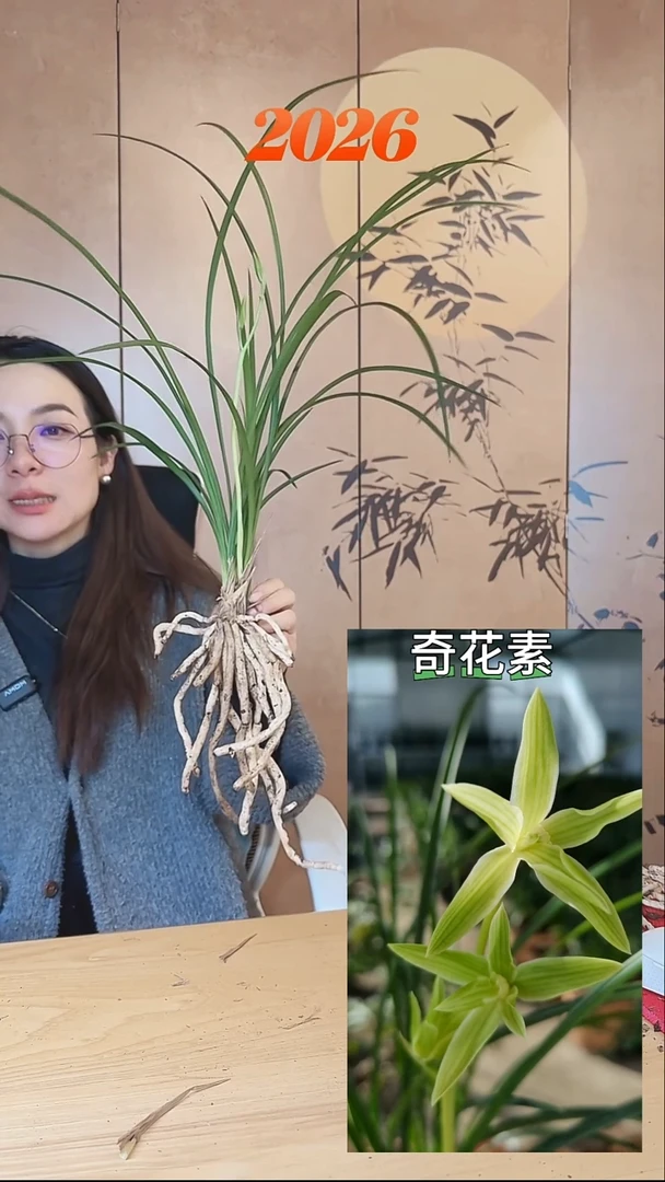 当前无花栽培后可以开花：奇花素
