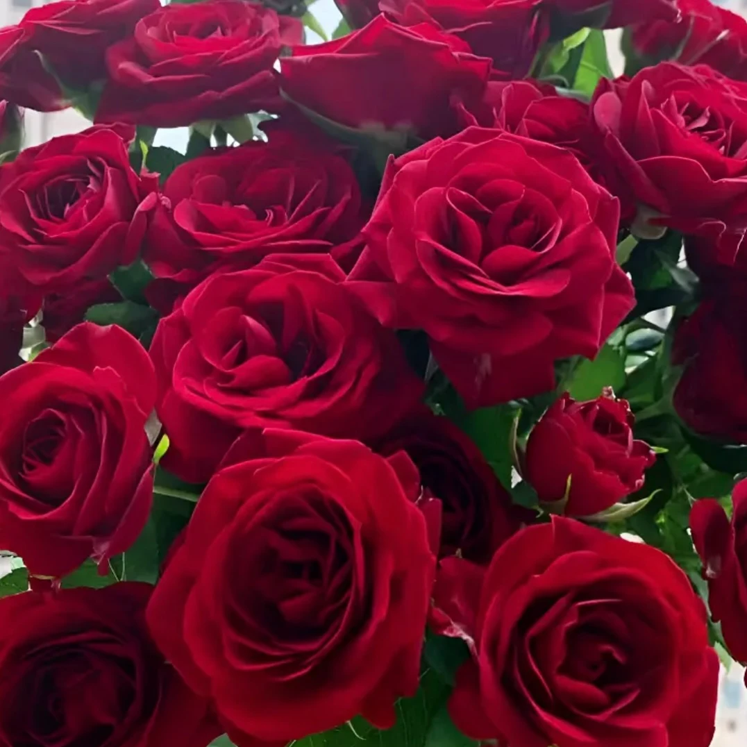 红丝绒 新手易养盆栽月季阳台月季庭院花卉多季节开花植物++