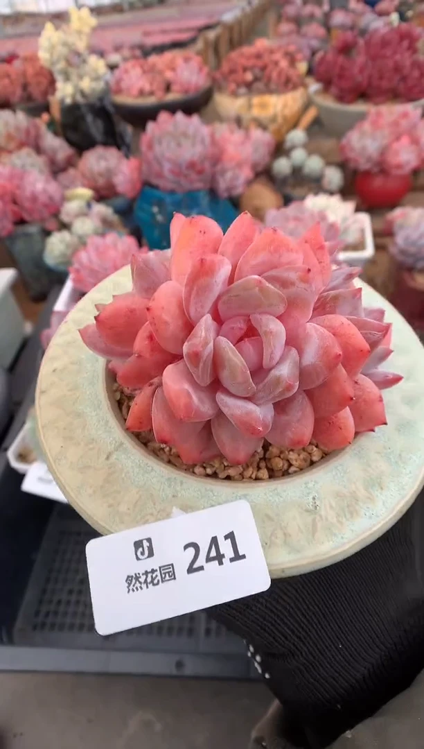 241雪天使多肉植物一物一拍