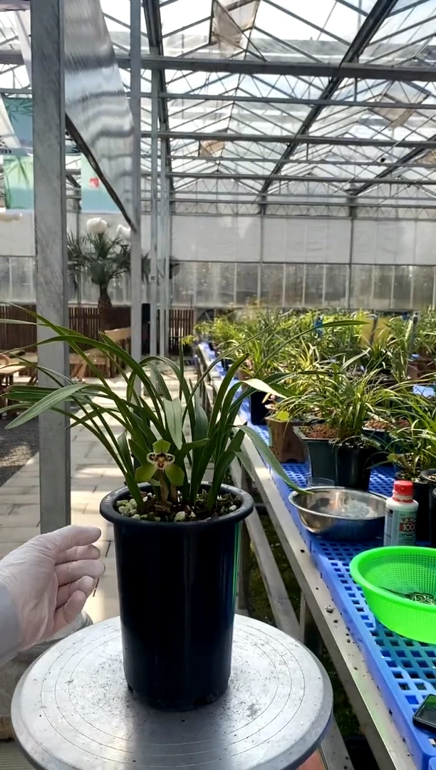 【闪购商品】三圣，润蘭