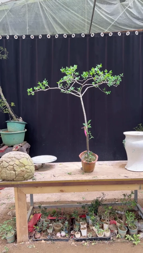 当前无花朵，栽培后可花朵仙*球海岛栀子花