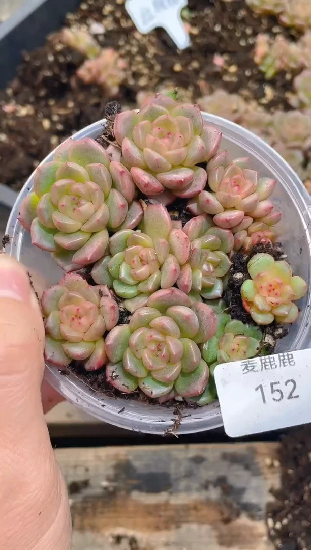 152红转转     量拍