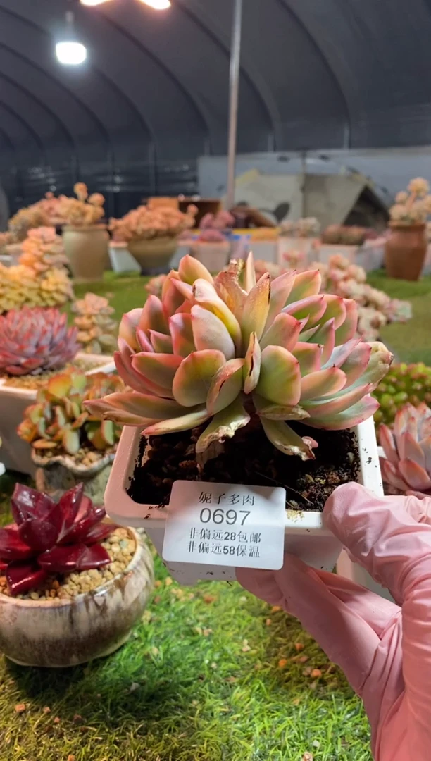 【闪购商品】0697a