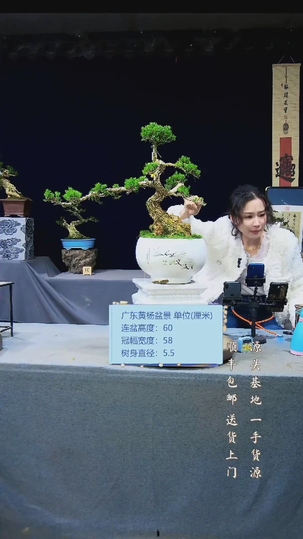【闪购商品】雀舌黄杨盆景雀舌黄杨盆景
