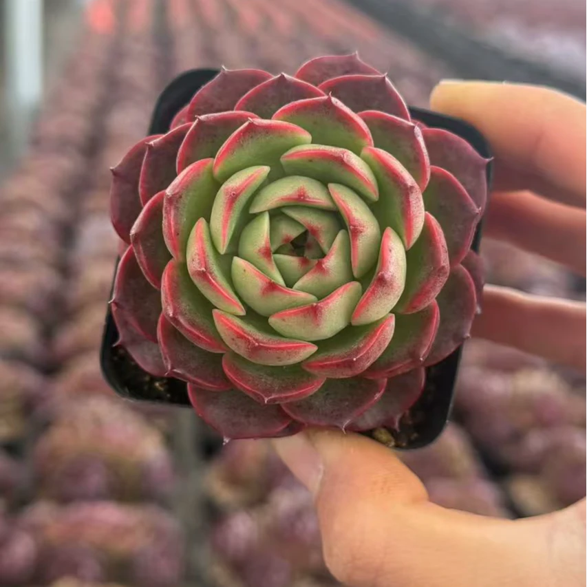 7#玫瑰救赎多肉植物 前男友精品多肉