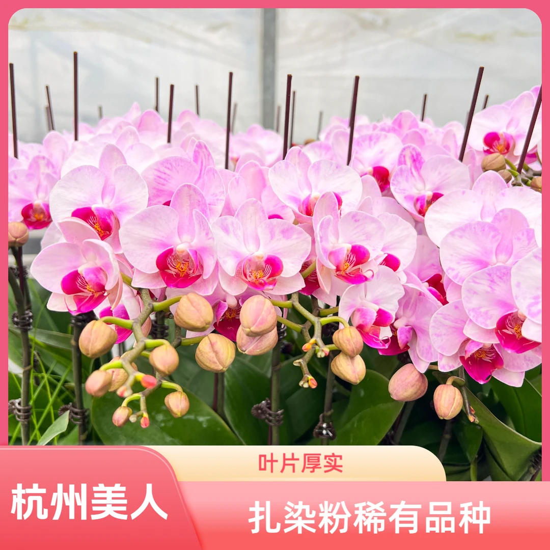 北京北郎中甄选｜精品蝴蝶兰·杭州美女｜顺义基地直发