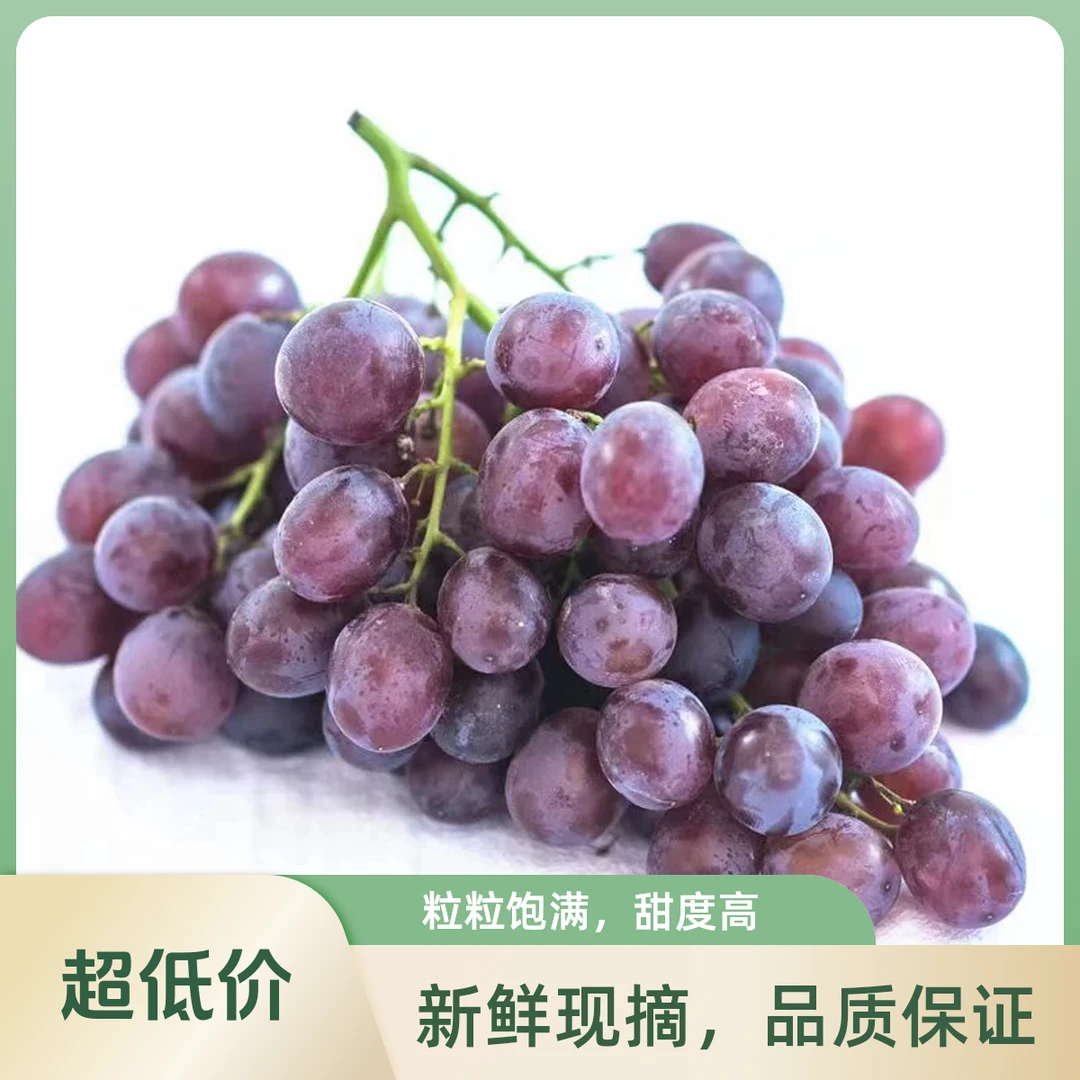 【野玫瑰葡萄】玫瑰香葡萄当季新鲜水果现摘优选精品孕妇水果包邮新疆维吾尔自治区