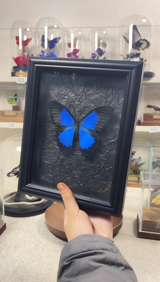 真实的大自然蝴蝶标本