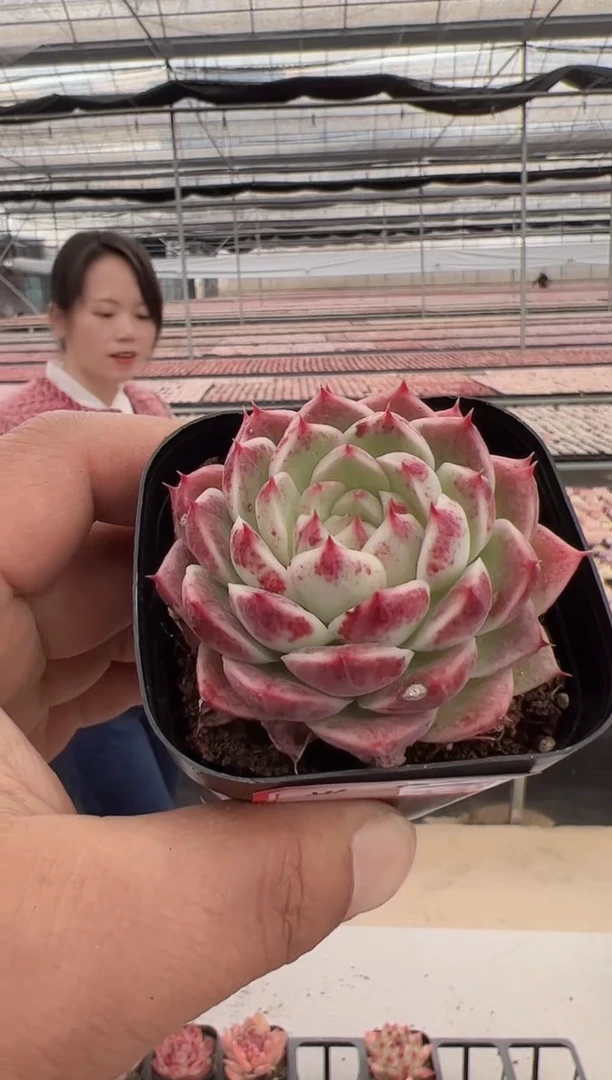 【闪购商品】紫芙-12