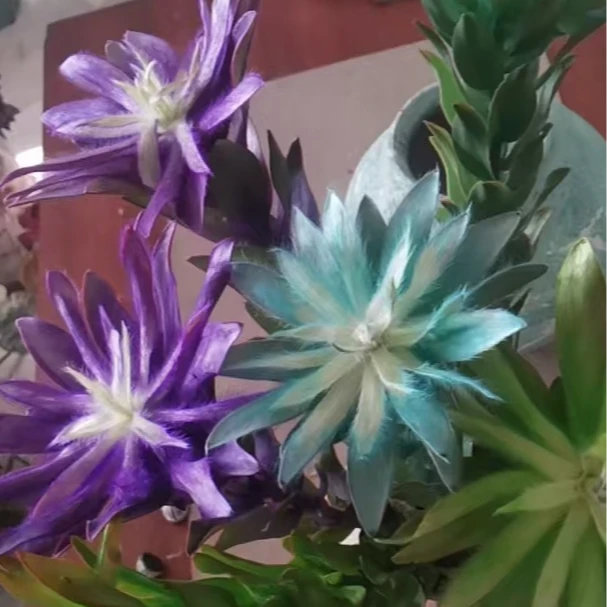 【单头彩色木百合】-可做干花-多彩百合