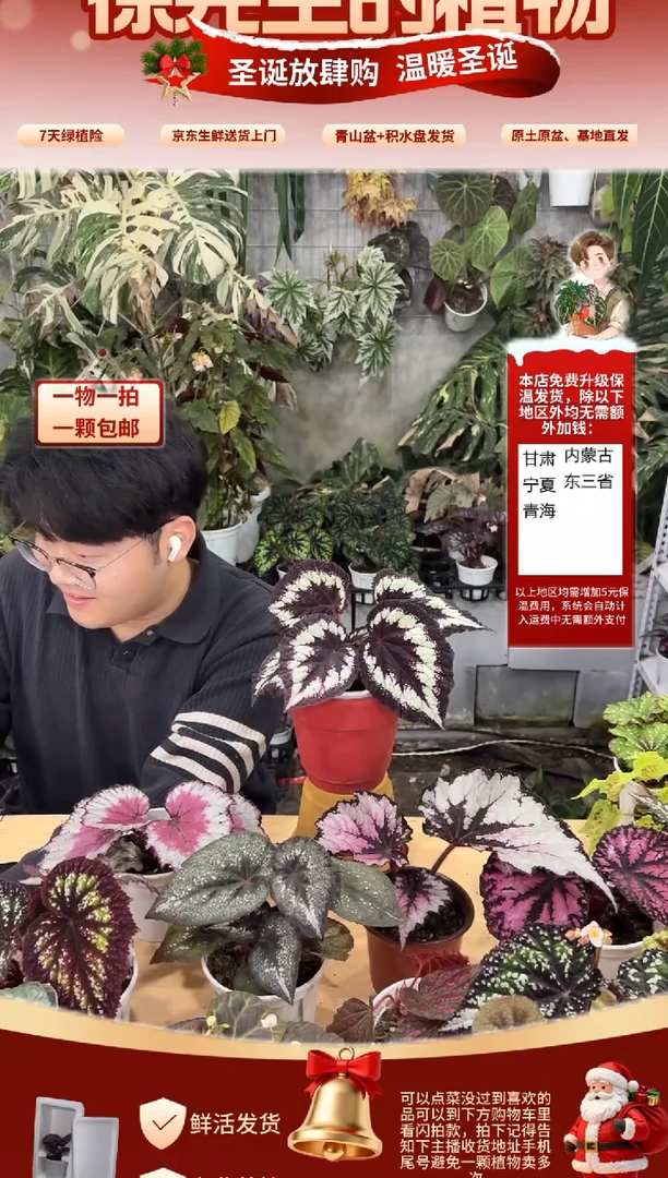 完全开放海伦秋海棠