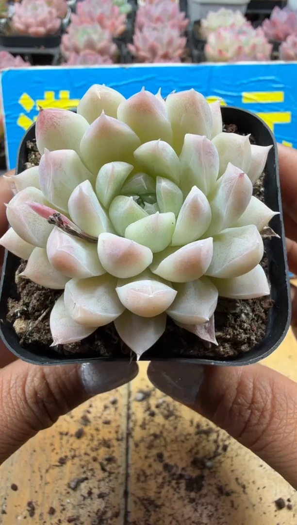 东云多肉园三号店-65