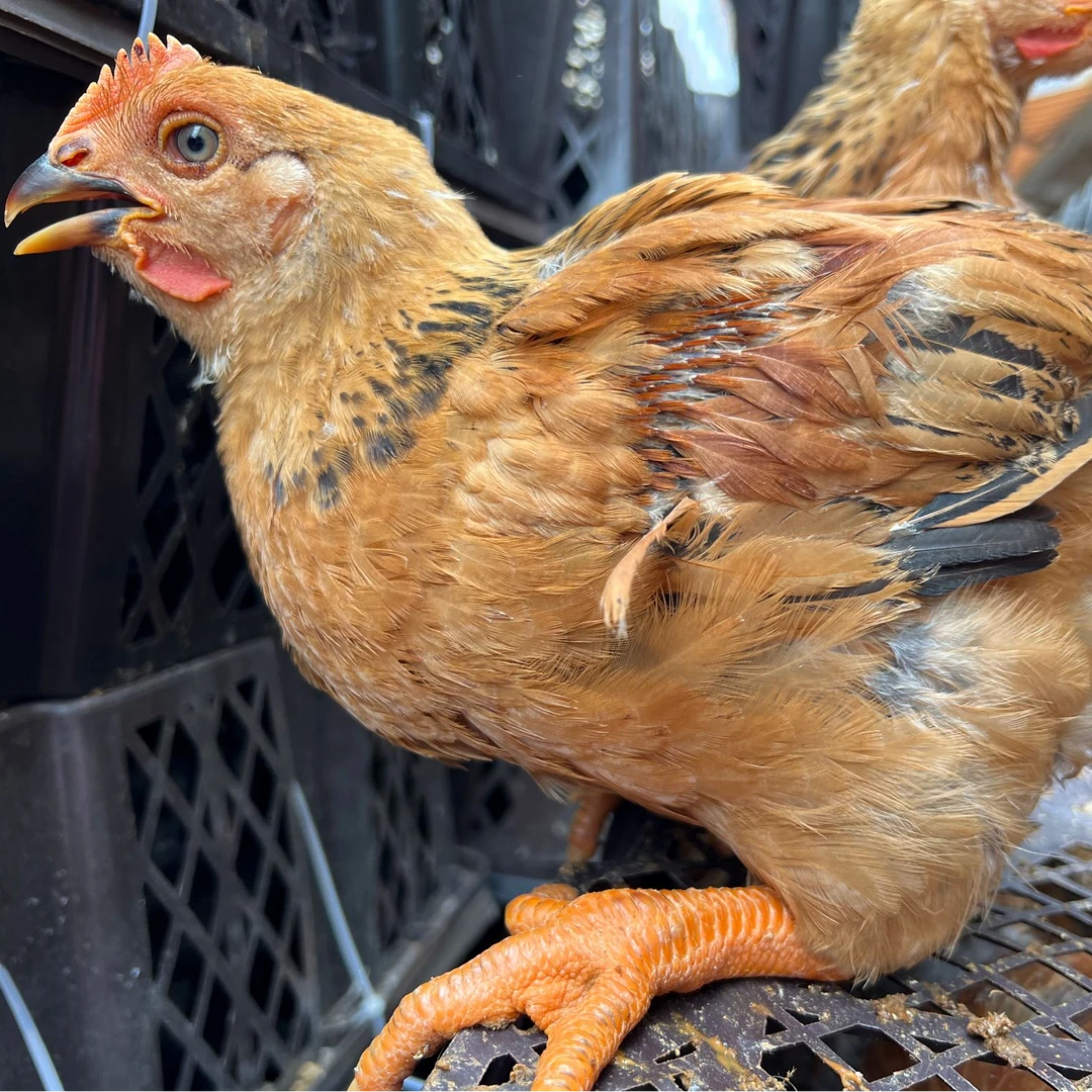 宠物鸡  高颜值观赏鸡【活体】浦东鸡